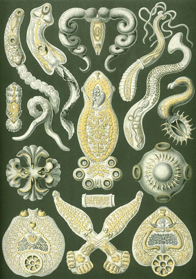 flatworm.jpg