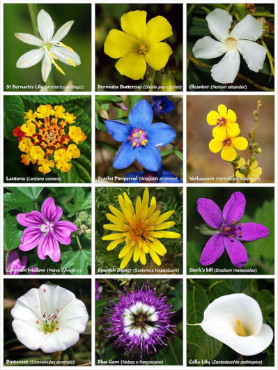 flowers.jpg