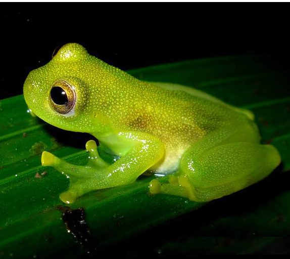 glassfrog.jpg