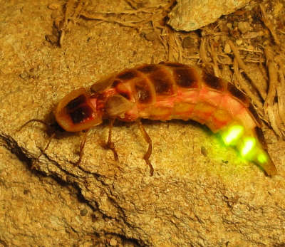 glowworm.jpg