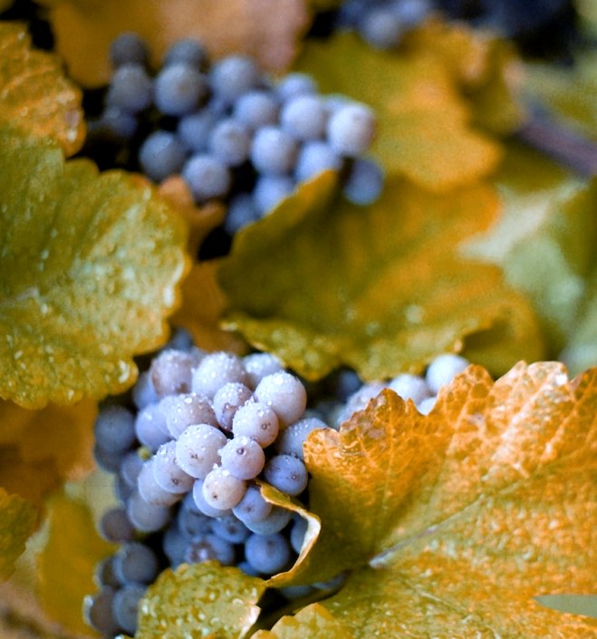 grapes.jpg