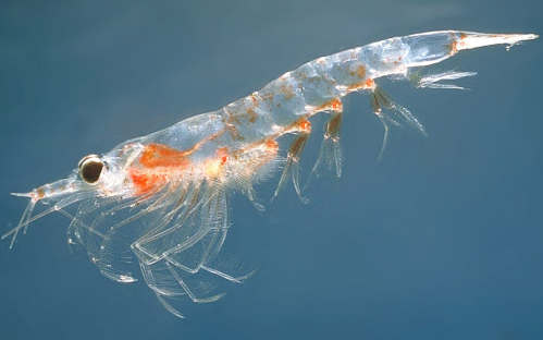 krill.jpg