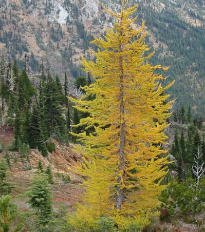 larch.jpg