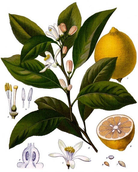 lemon.jpg