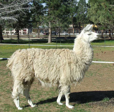 llama.jpg