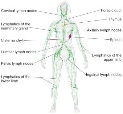 lymphaticSystem.jpg