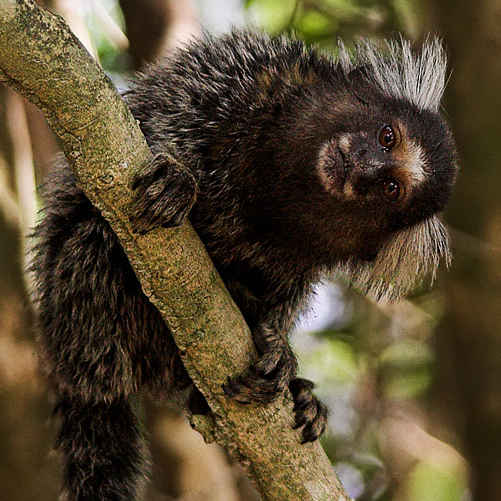 marmoset.jpg