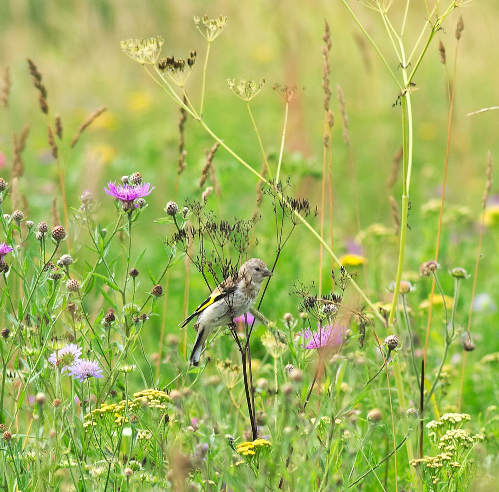 meadow.jpg