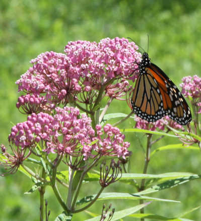 milkweed.jpg