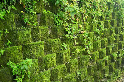 moss.jpg