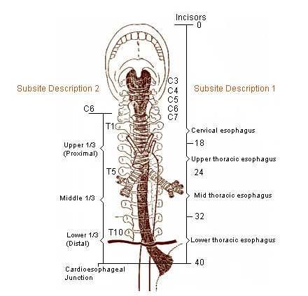 oesophagus.jpg