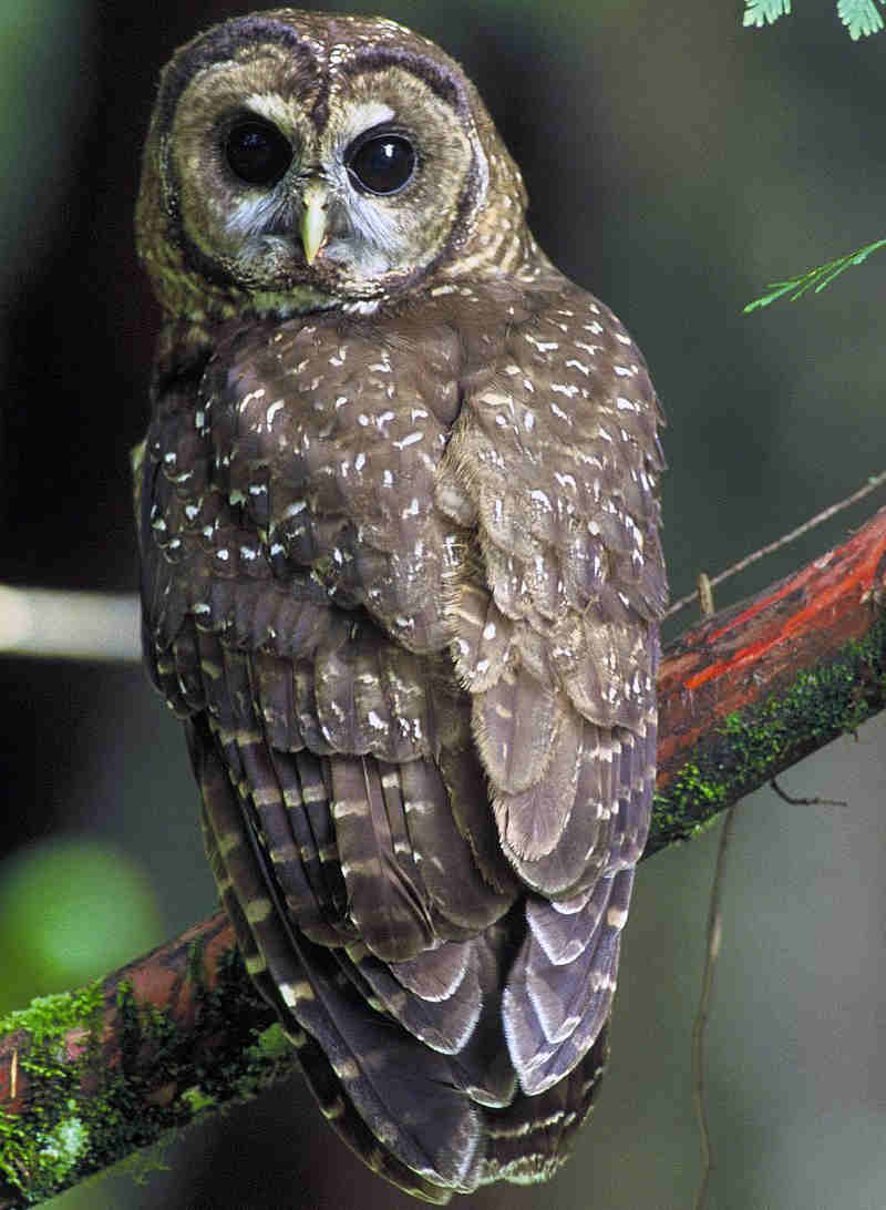 owl.jpg