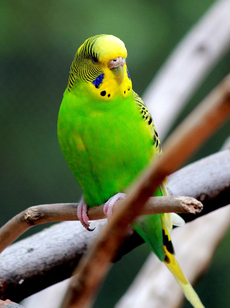 parakeet.jpg