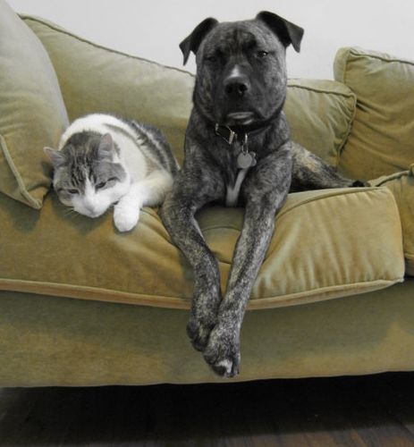 pets.jpg