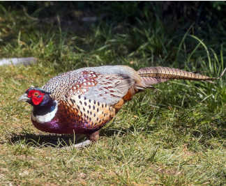 pheasant.jpg