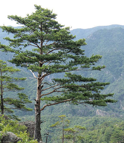 pine.jpg
