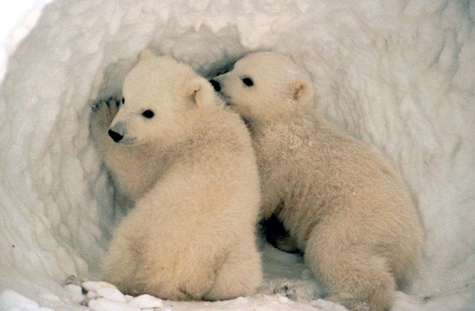polarBear.jpg