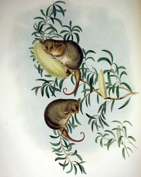 possum.jpg