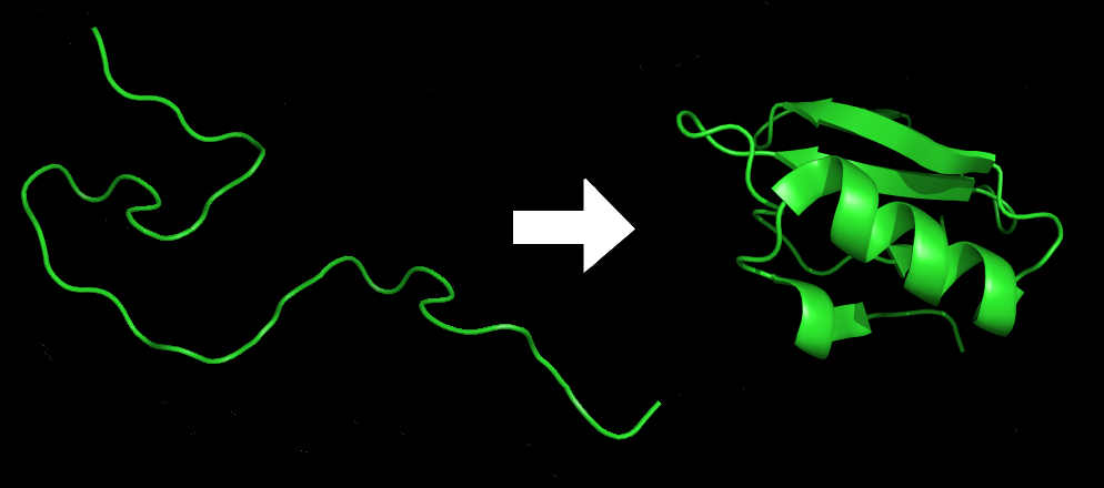 proteinFolding.jpg