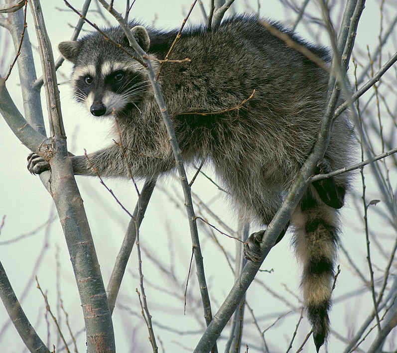 raccoon.jpg