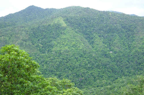 rainforest.jpg
