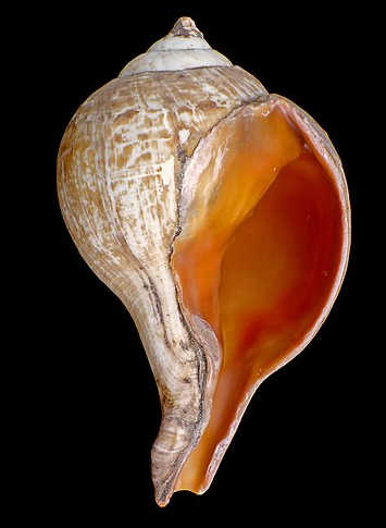 seashell.jpg
