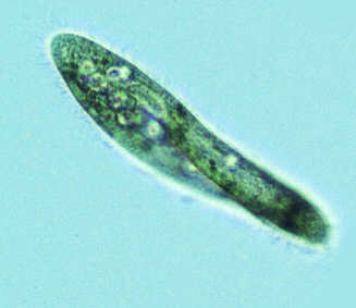 singleCell.jpg