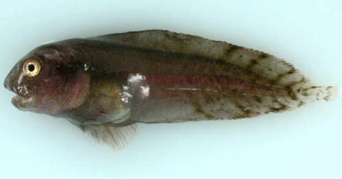 snailfish.jpg