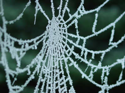 spiderWeb.jpg