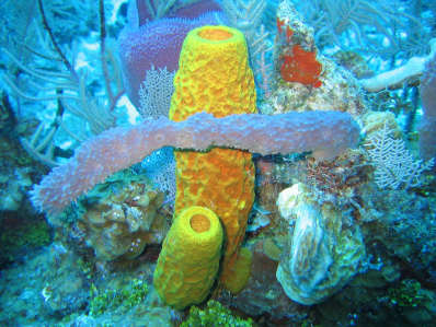 sponge.jpg