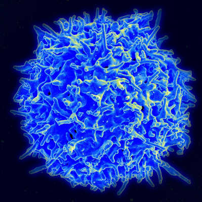 tCell.jpg