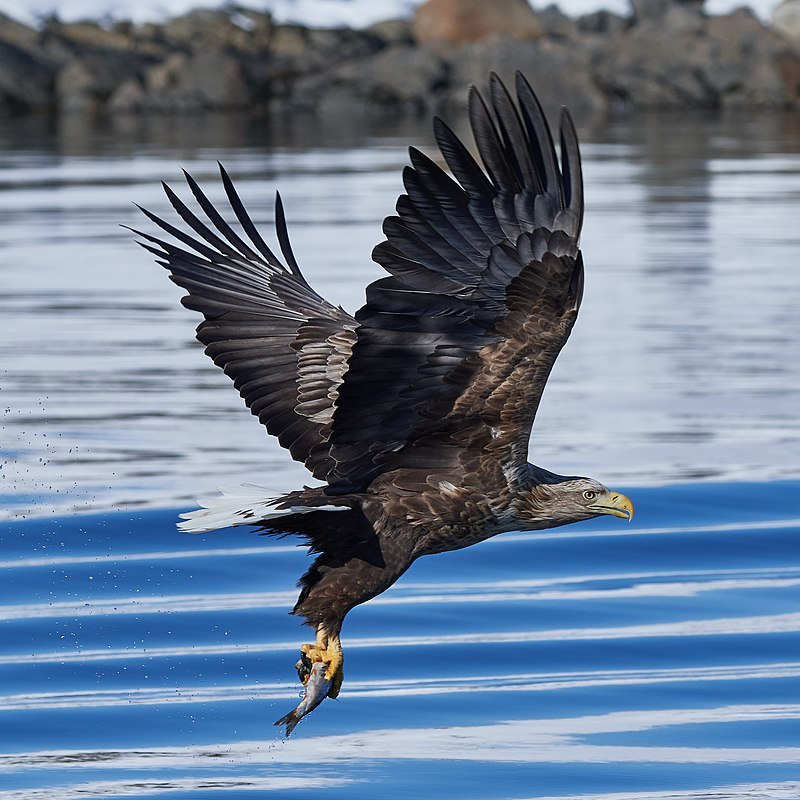 whiteTailedEagle.jpg