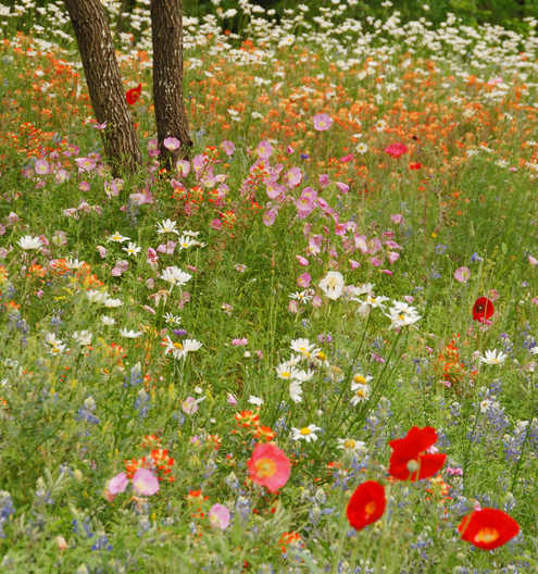 wildflowers.jpg