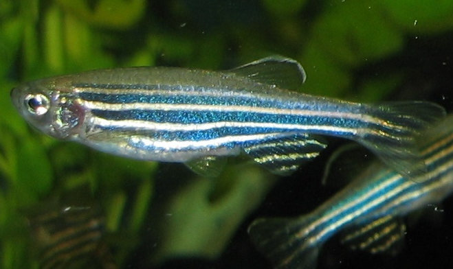 zebrafish.jpg